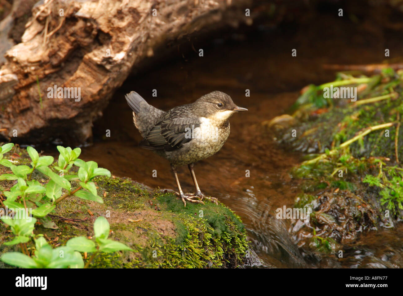 Dipper on banks of english stream Shropshire England UK GB British