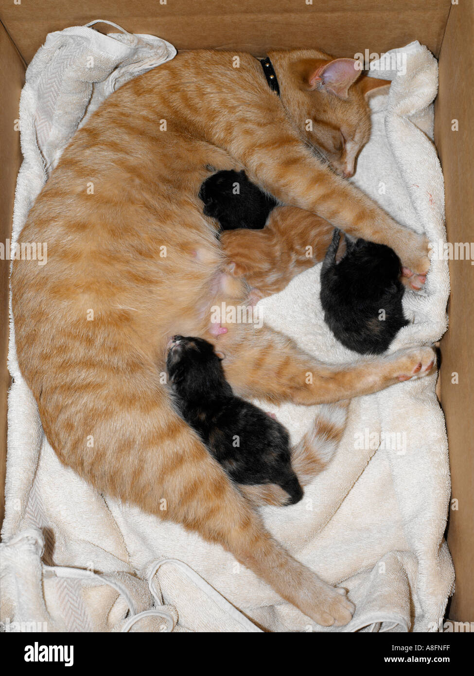 Mother Cat 4 Kittens One Hour Old Stock Photo - Alamy