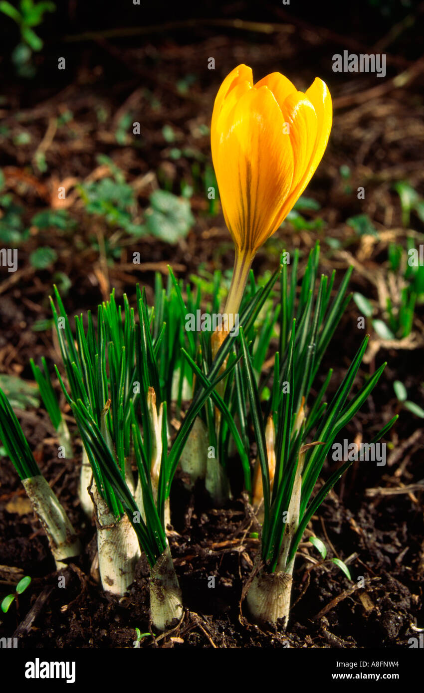 Yellow Crocus Stock Photo Alamy