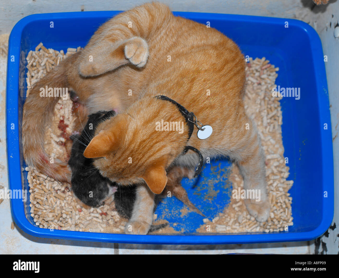 Mother Cat Giving Birth in Litter Tray Stock Photo Alamy