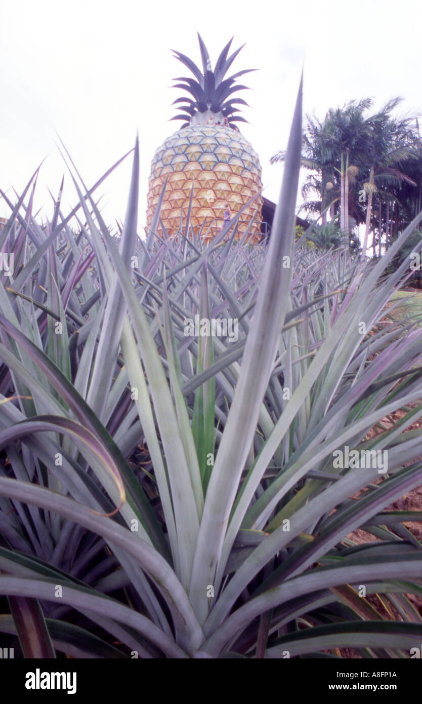 The Big Pineapple at the Big Pineapple complex near Nambour Queensland