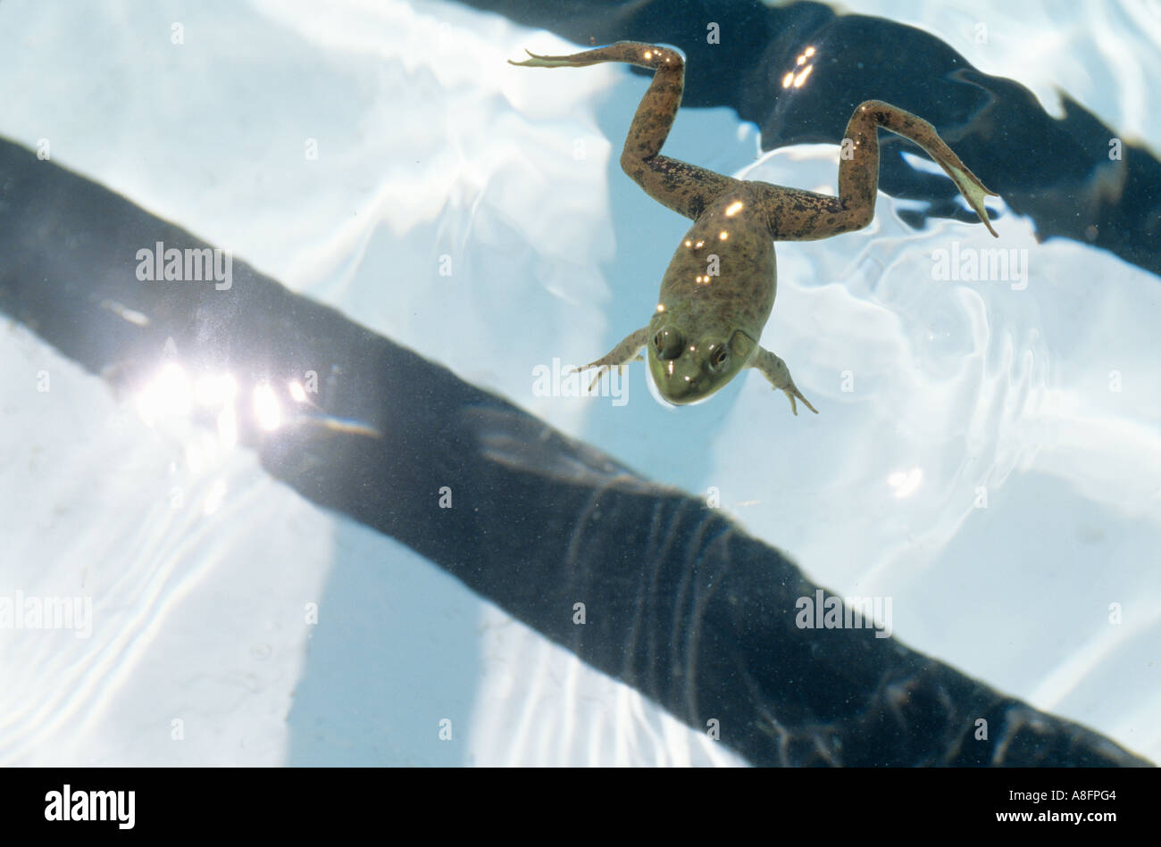 GREEN FROG IN SWIMMING POOL Stock Photo - Alamy