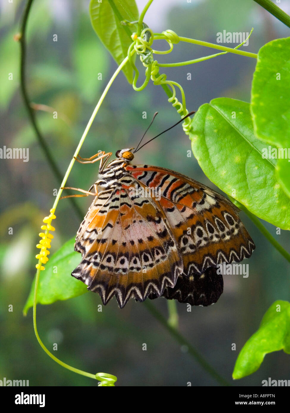 Butterfly laying eggs Stock Photo Alamy