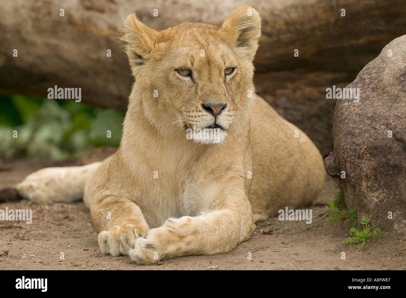 Lion resting hi-res stock photography and images - Alamy