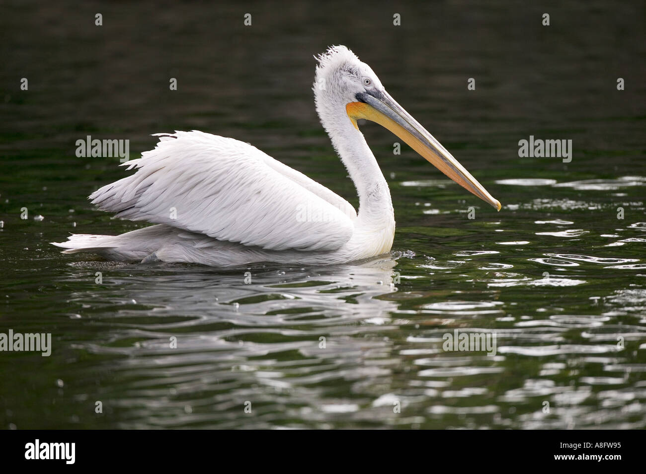 Pelican Stock Photo