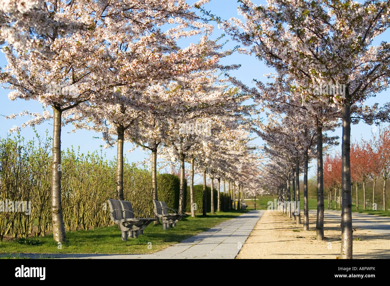 Cherry trees in full bloom Stock Photo - Alamy