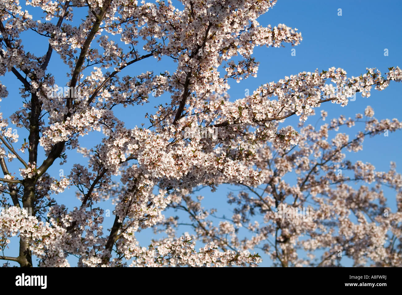 Cherry trees in full bloom Stock Photo - Alamy