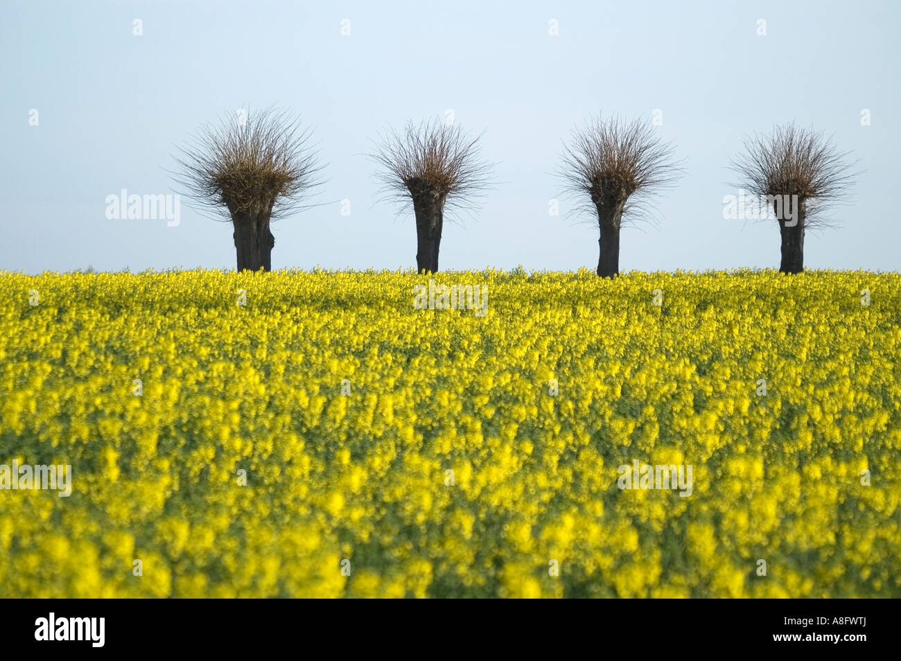 Rape field with trees Stock Photo - Alamy