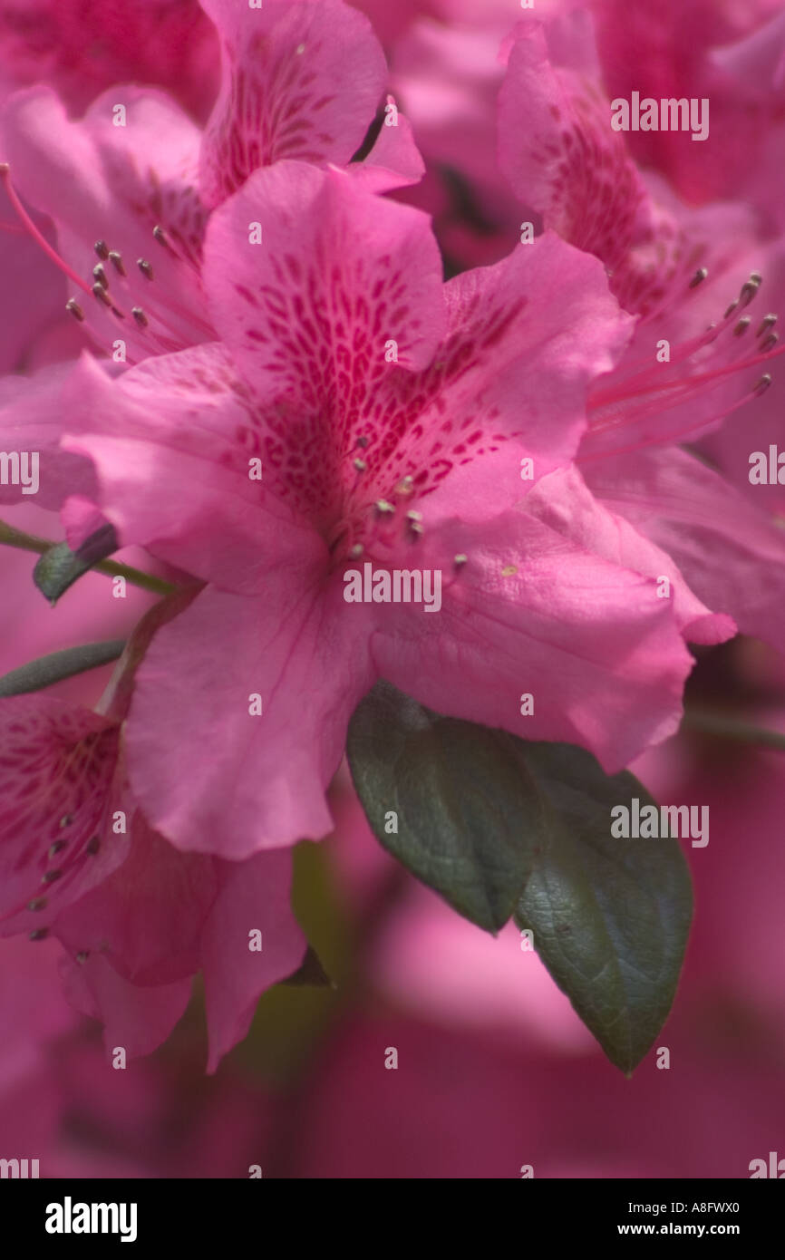 Azalea flower. Bellingrath Gardens, Mobile, Alabama Stock Photo Alamy
