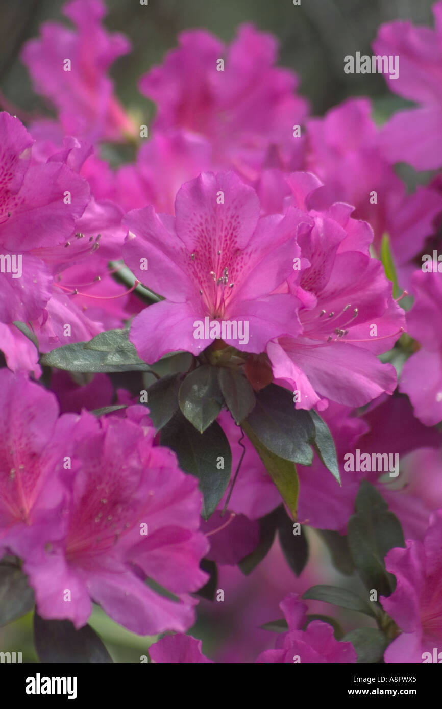 Azalea flowers. Bellingrath Gardens, Mobile, Alabama Stock Photo Alamy