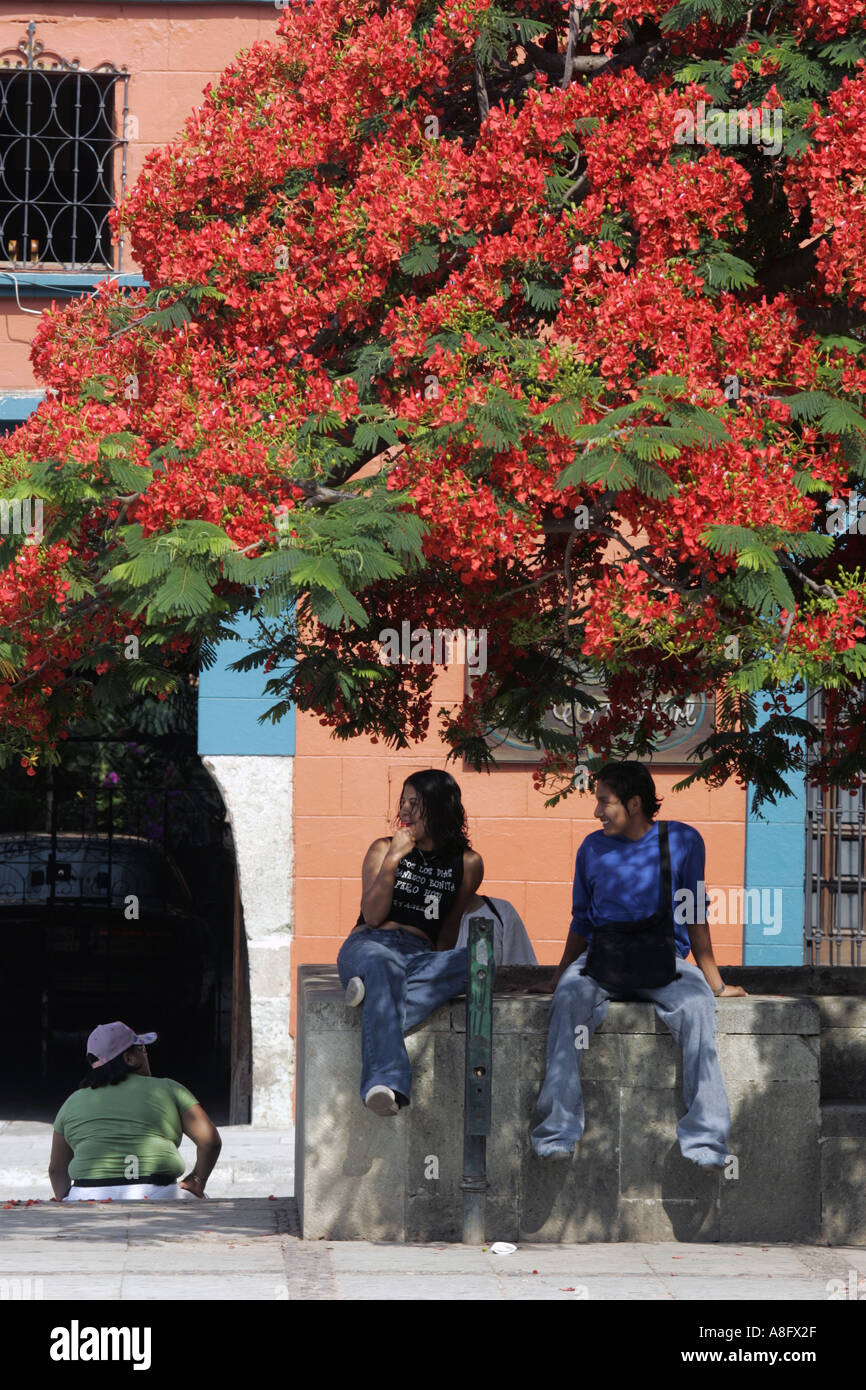 People enjoying the shade of a flamboyant tree near Santo Domingo church in Oaxaca Mexico Stock Photo