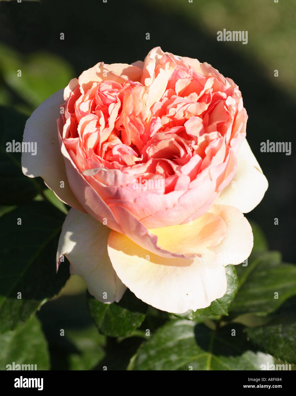 Rose beauties hi-res stock photography and images - Alamy