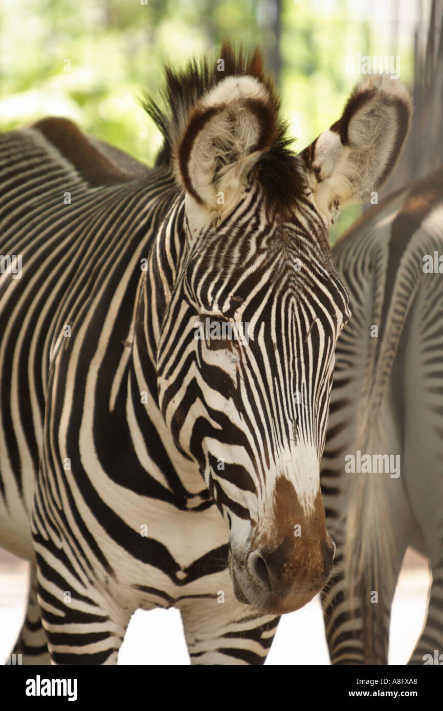 Zebra Stock Photo Alamy