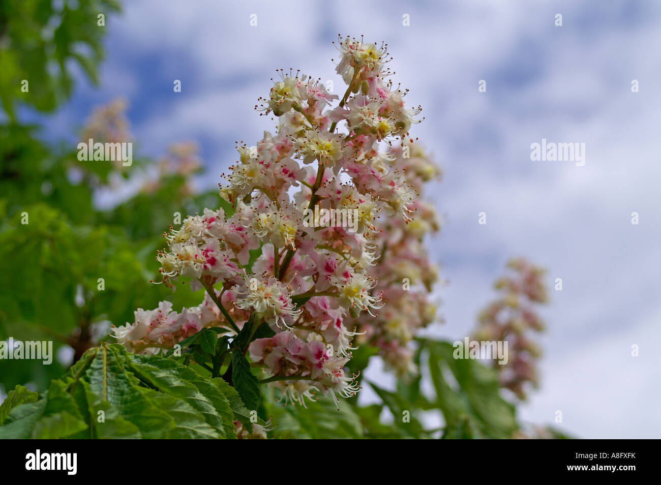 chestnut tree (castanea Stock Photo - Alamy