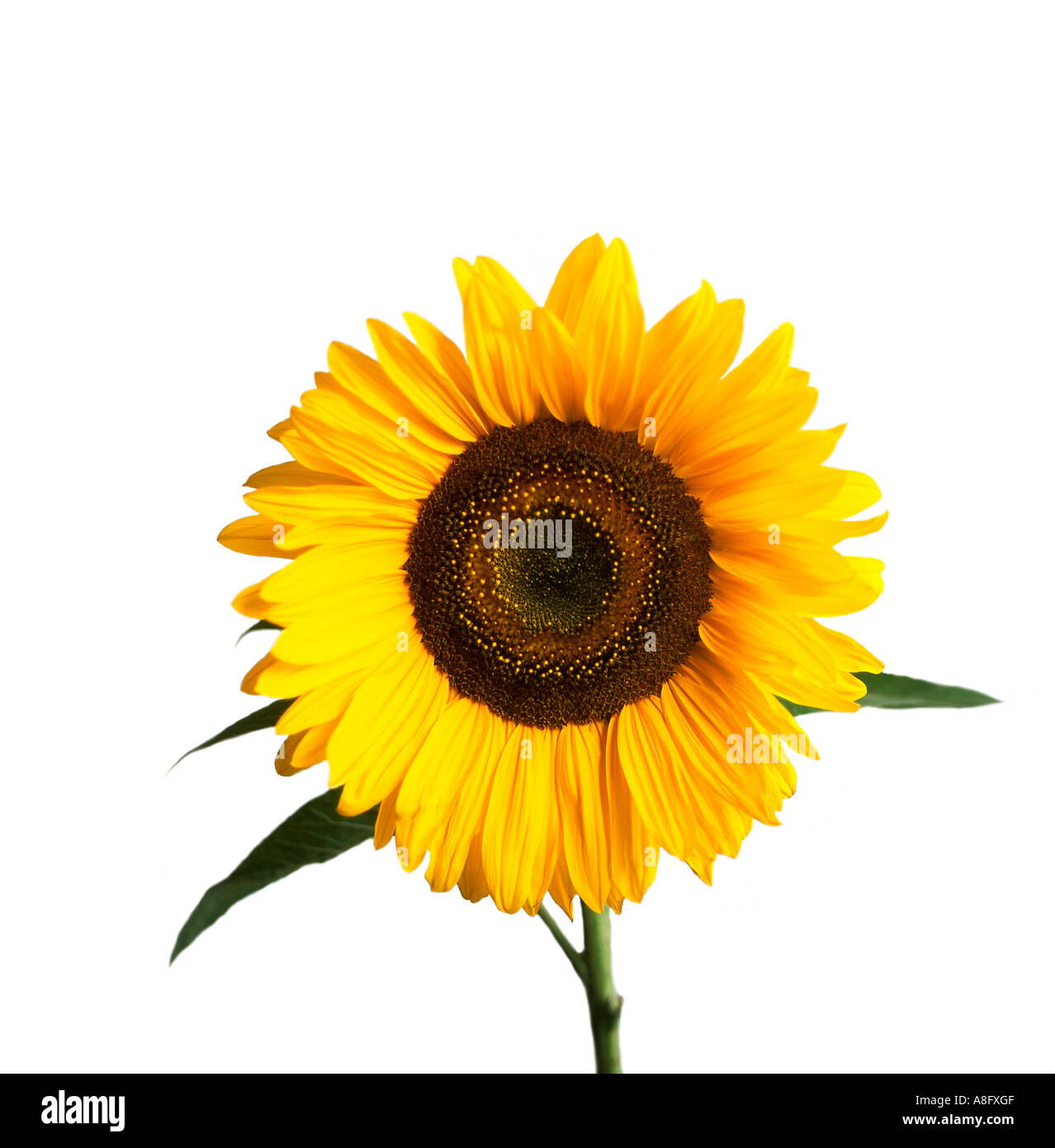 Sunflower Head on white background Stock Photo - Alamy