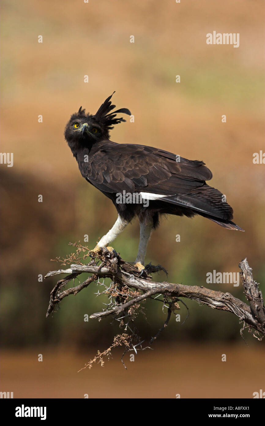 Long crested Eagle Lophaetus occipitalis perched in dead riverside acacia tree in Africa. Stock Photo