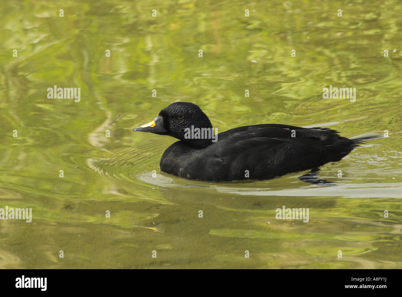 Common Scoter Duck (Melanitta nigra) - male Stock Photo - Alamy