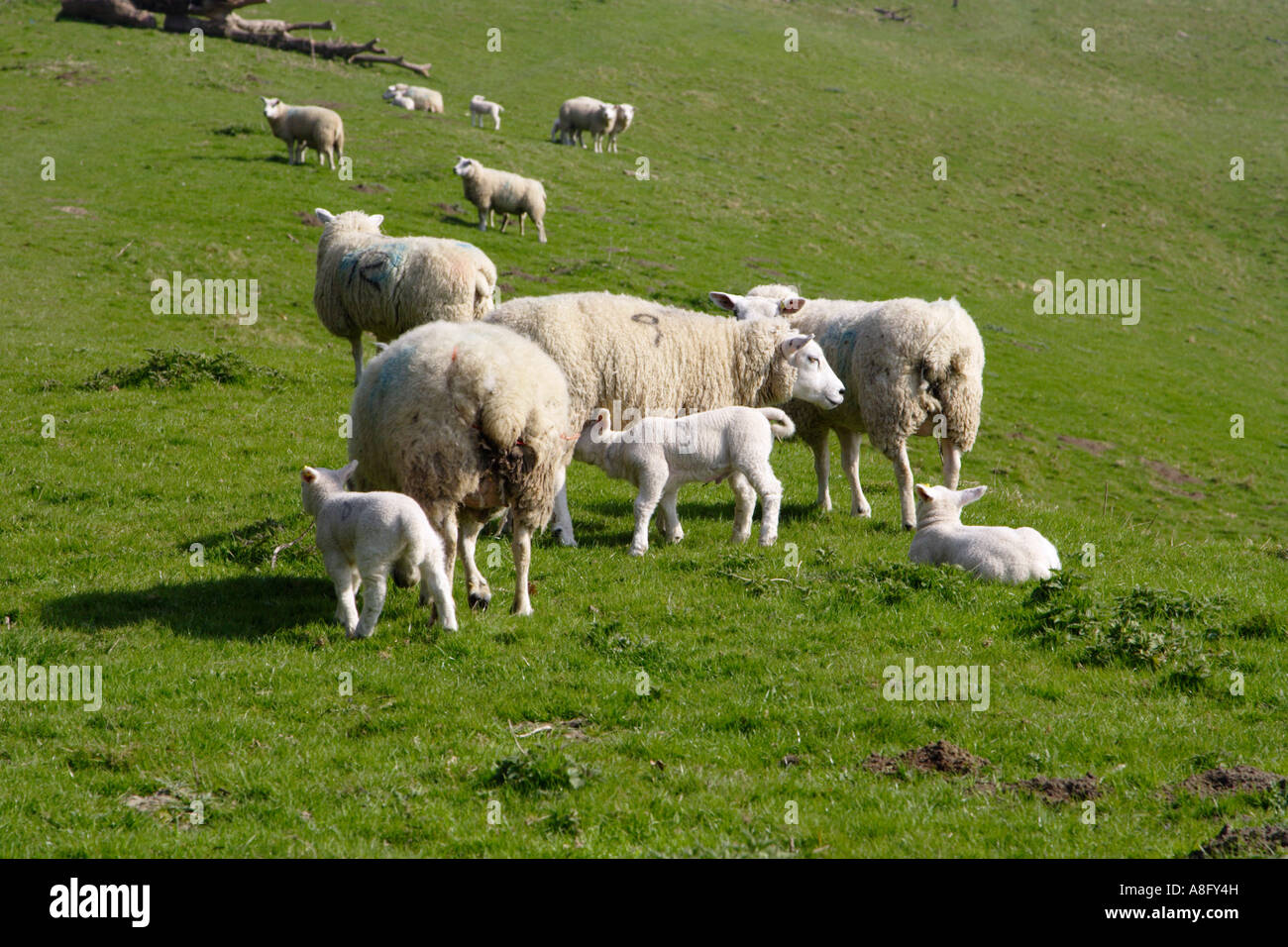 sheep and lambs in a field Stock Photo - Alamy