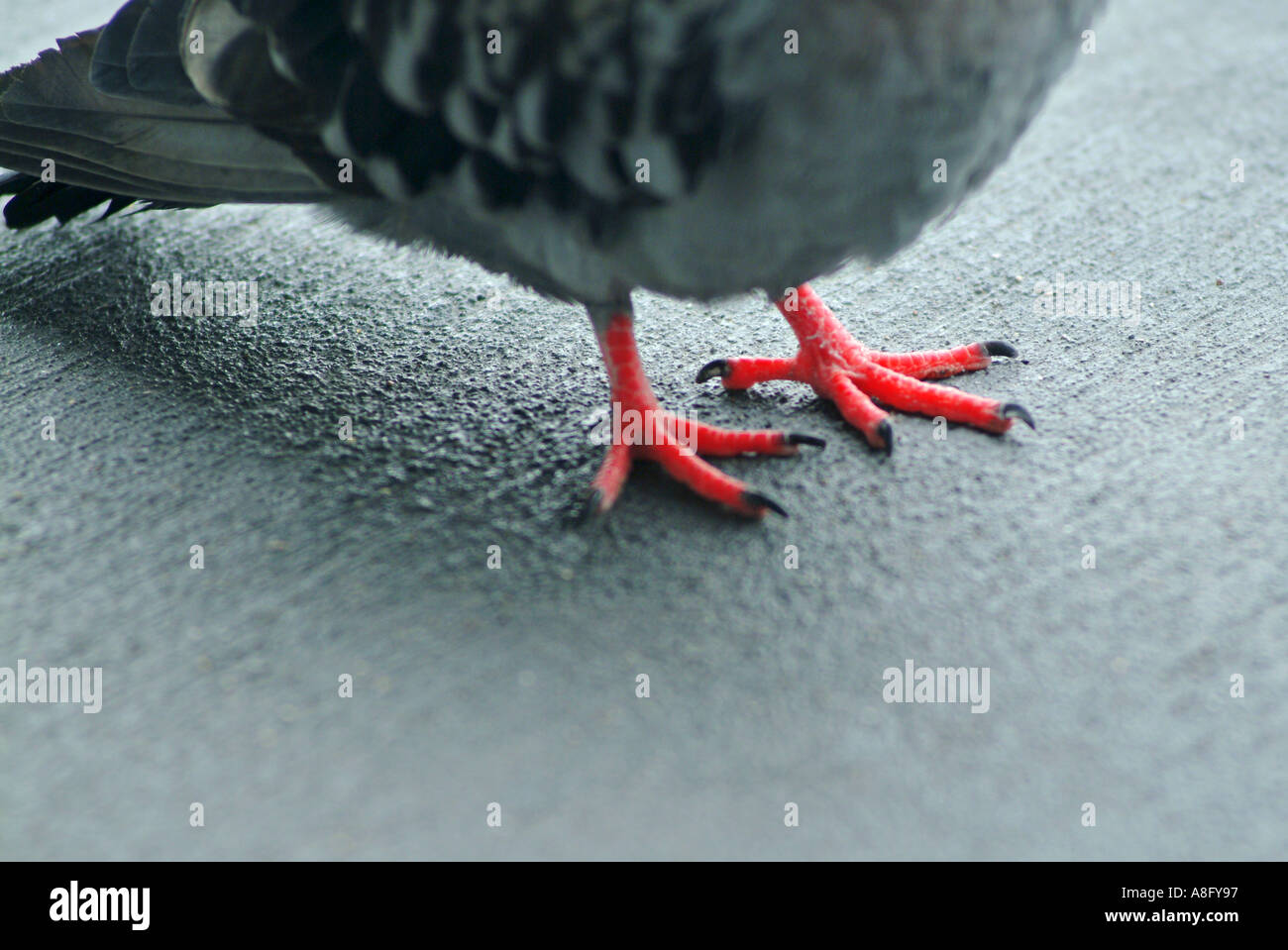 bird feet pigeon Stock Photo 3948438 Alamy