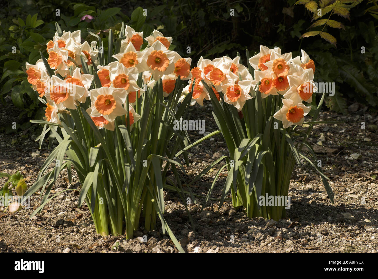 Daffodils / Narcissus. Stock Photo