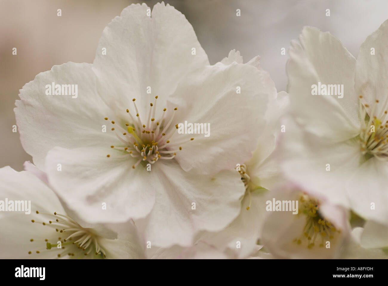 Spring blossom. Stock Photo
