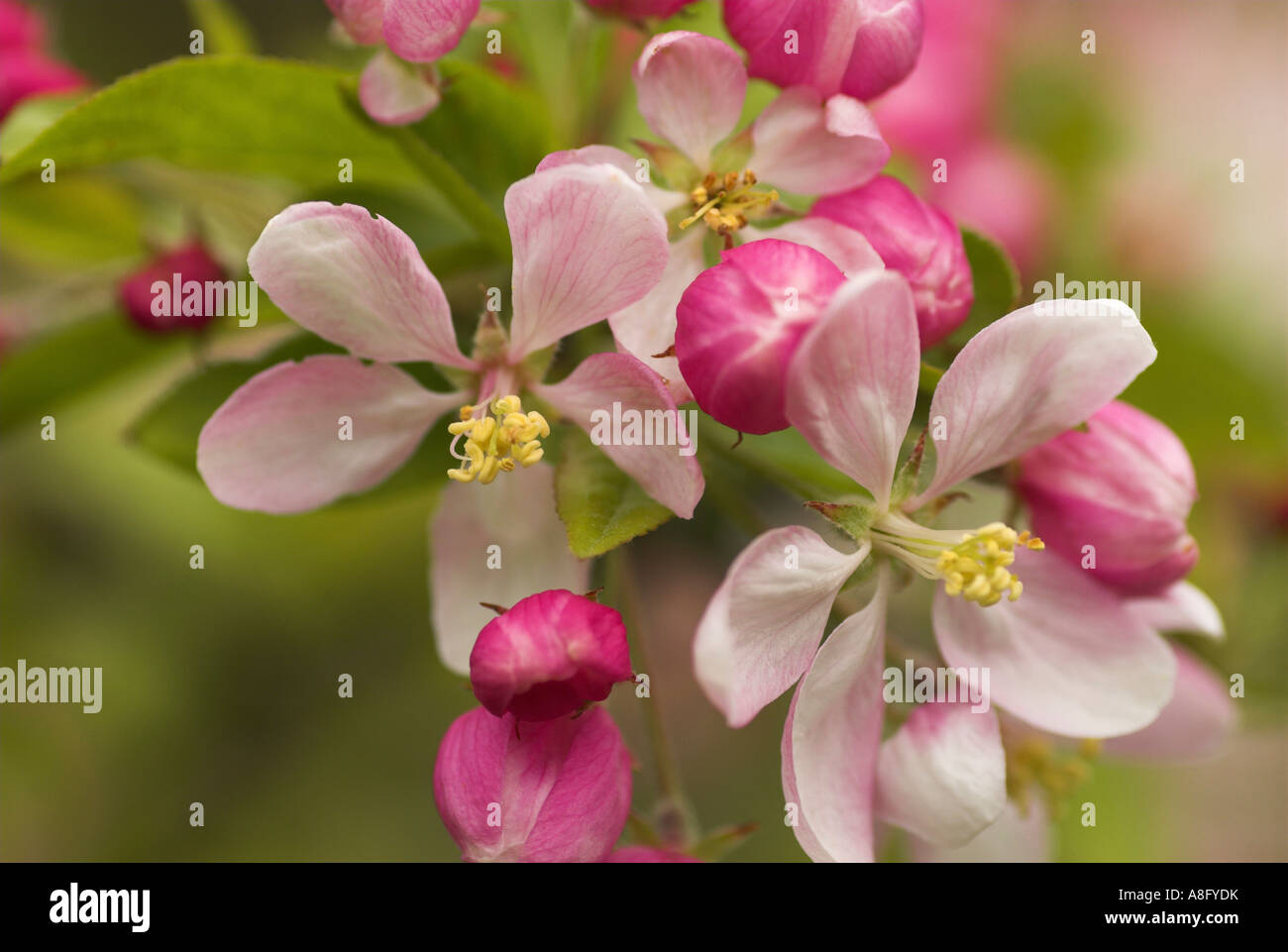 Apple blossom : May 2007. Stock Photo