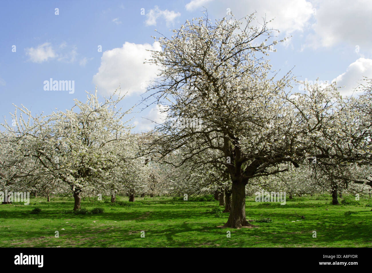 Kent fruit orchard hi-res stock photography and images - Alamy
