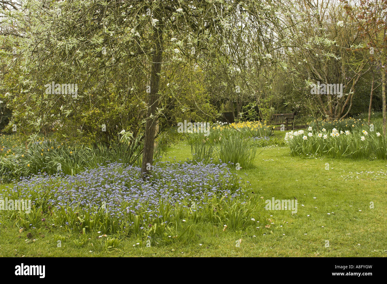 Forget-Me-Nots (Myosotis) and blossom at Highdown Gardens, Worthing, West Sussex. Stock Photo