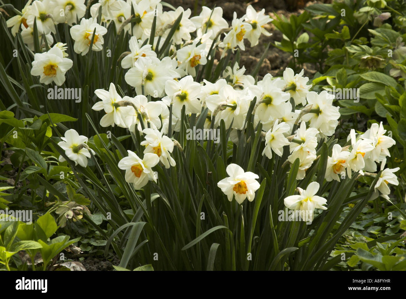 Daffodils / Narcissus. Stock Photo