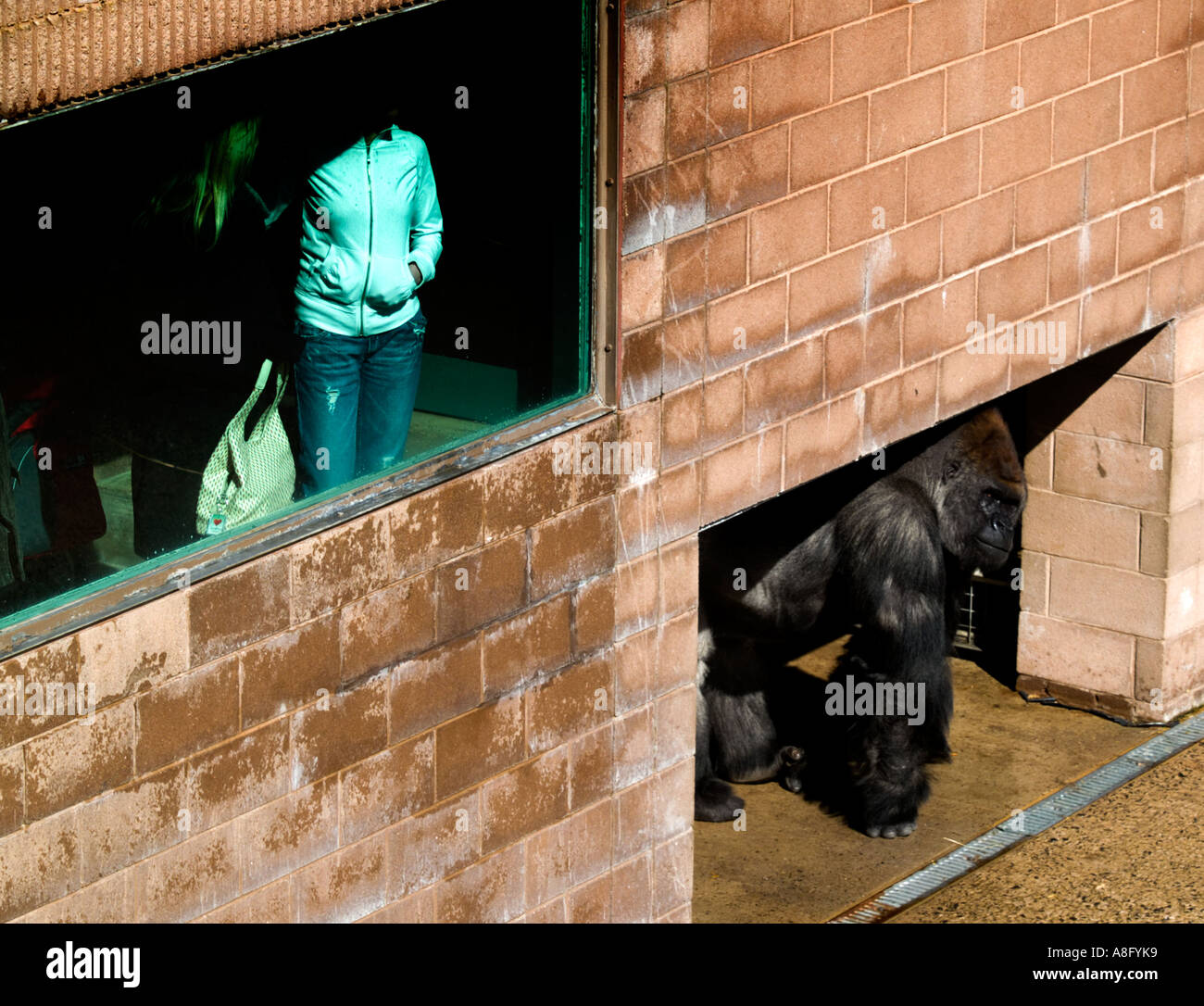 Belfast zoo gorilla hires stock photography and images Alamy
