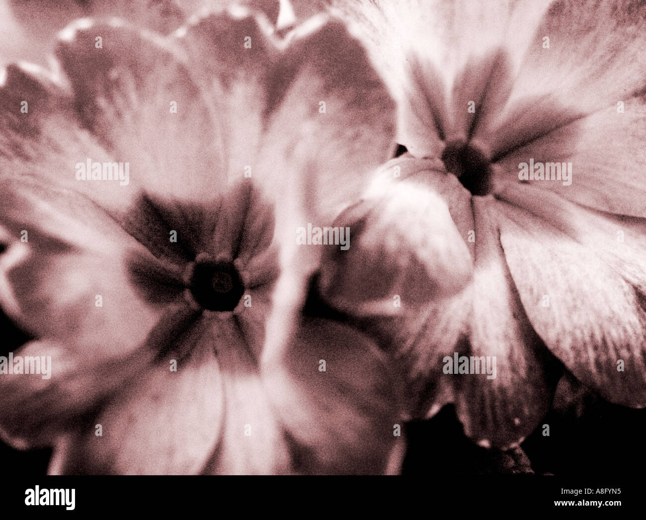 close up of a Primula Auricula plant Stock Photo