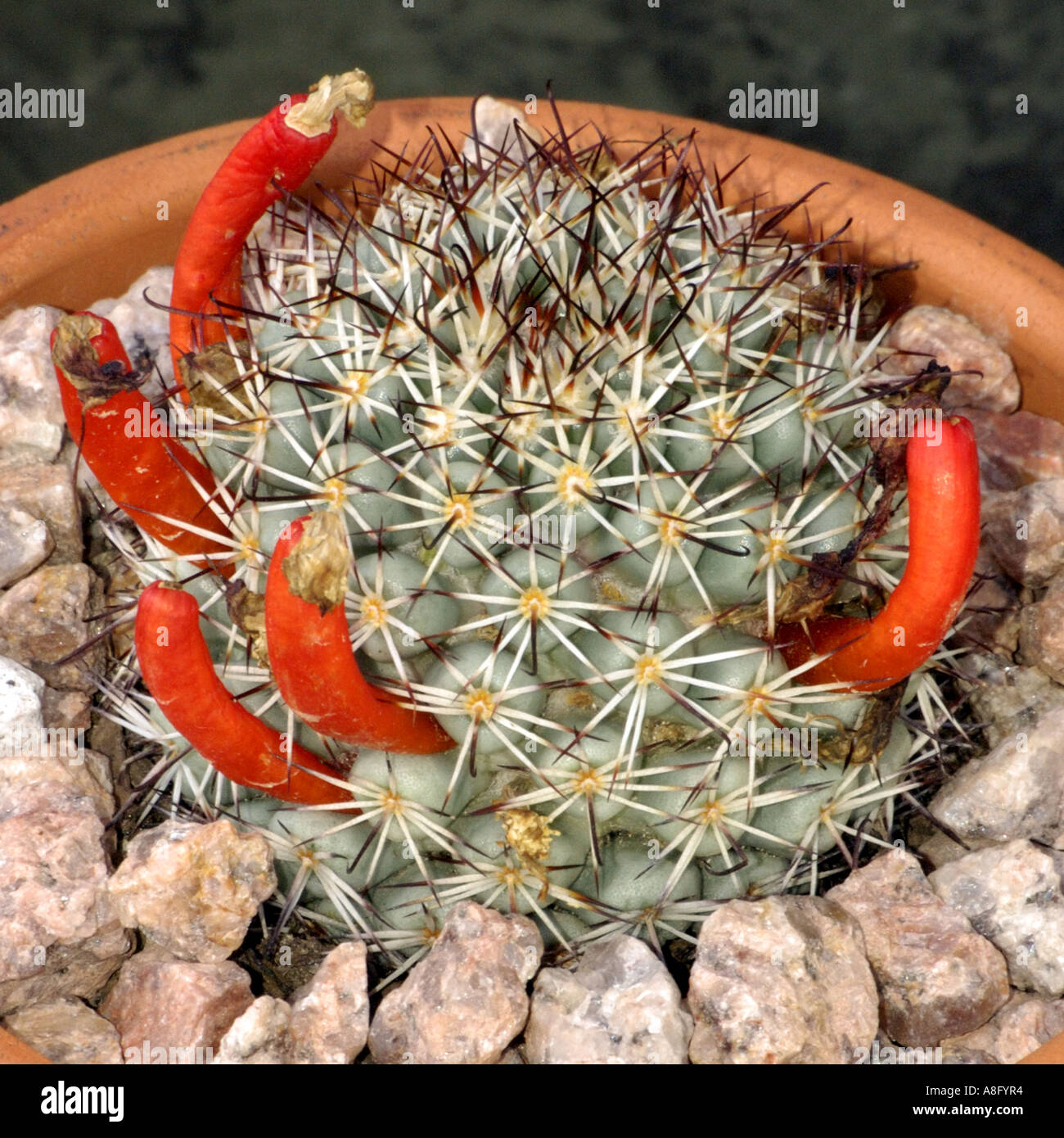 Mammillaria schumannii hi-res stock photography and images - Alamy