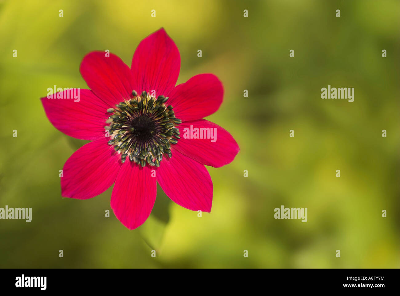 Close-up of an Anemone (Windflower) flower head. Stock Photo