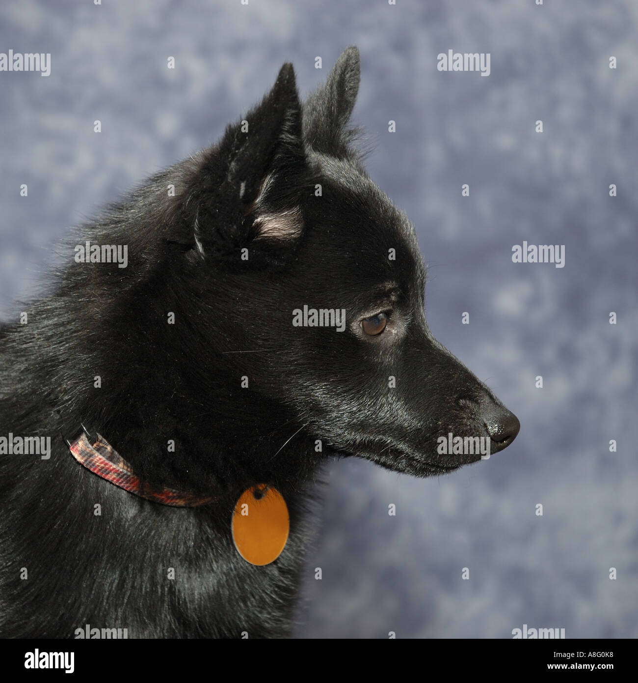 Schipperke hund hi-res stock photography and images - Alamy
