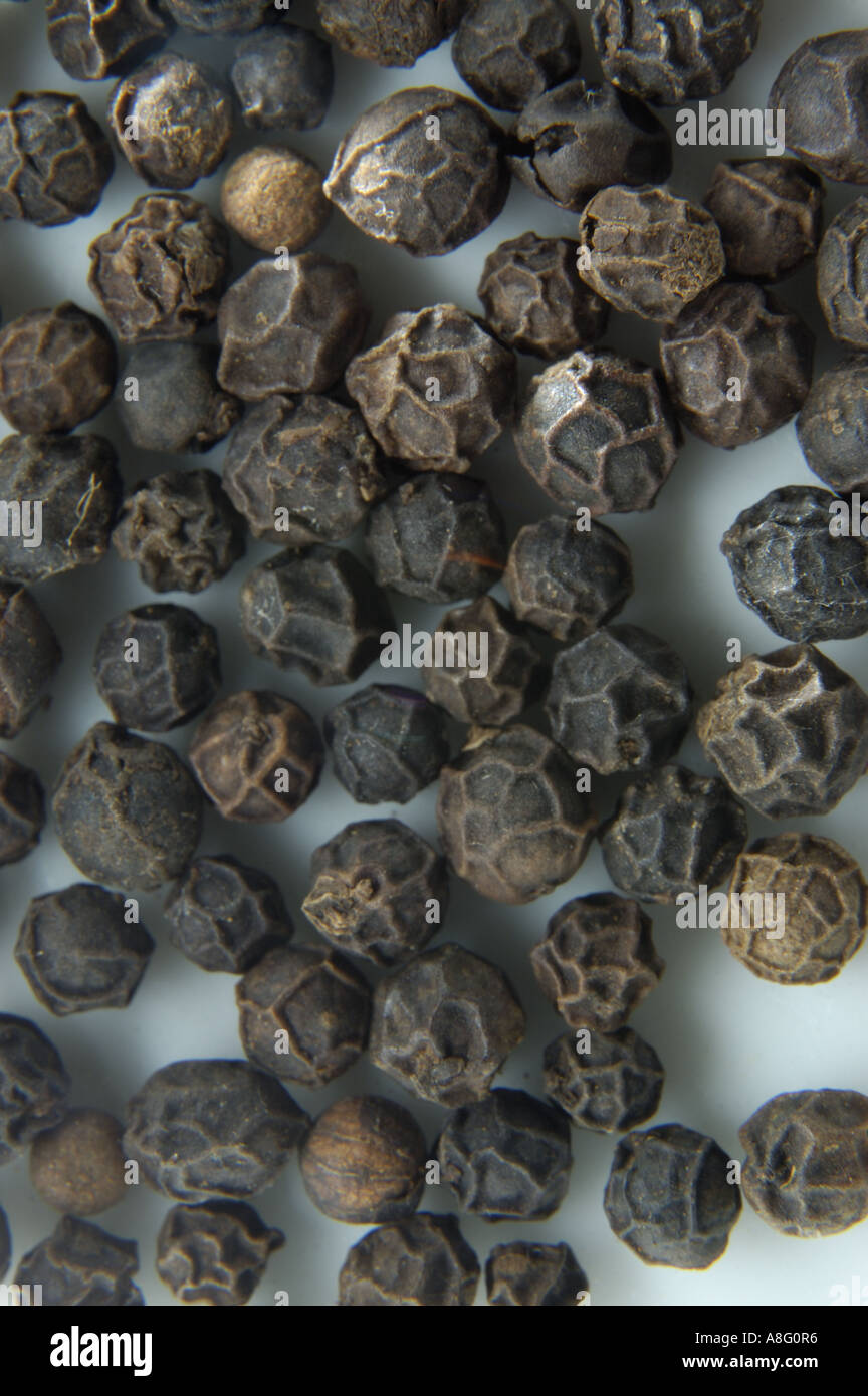 Tellicherry black pepper Stock Photo Alamy
