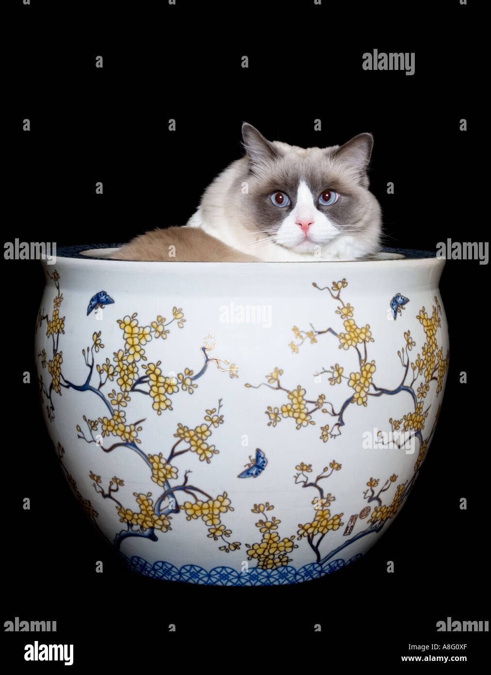 Pure breed of Ragdoll cat Stock Photo - Alamy