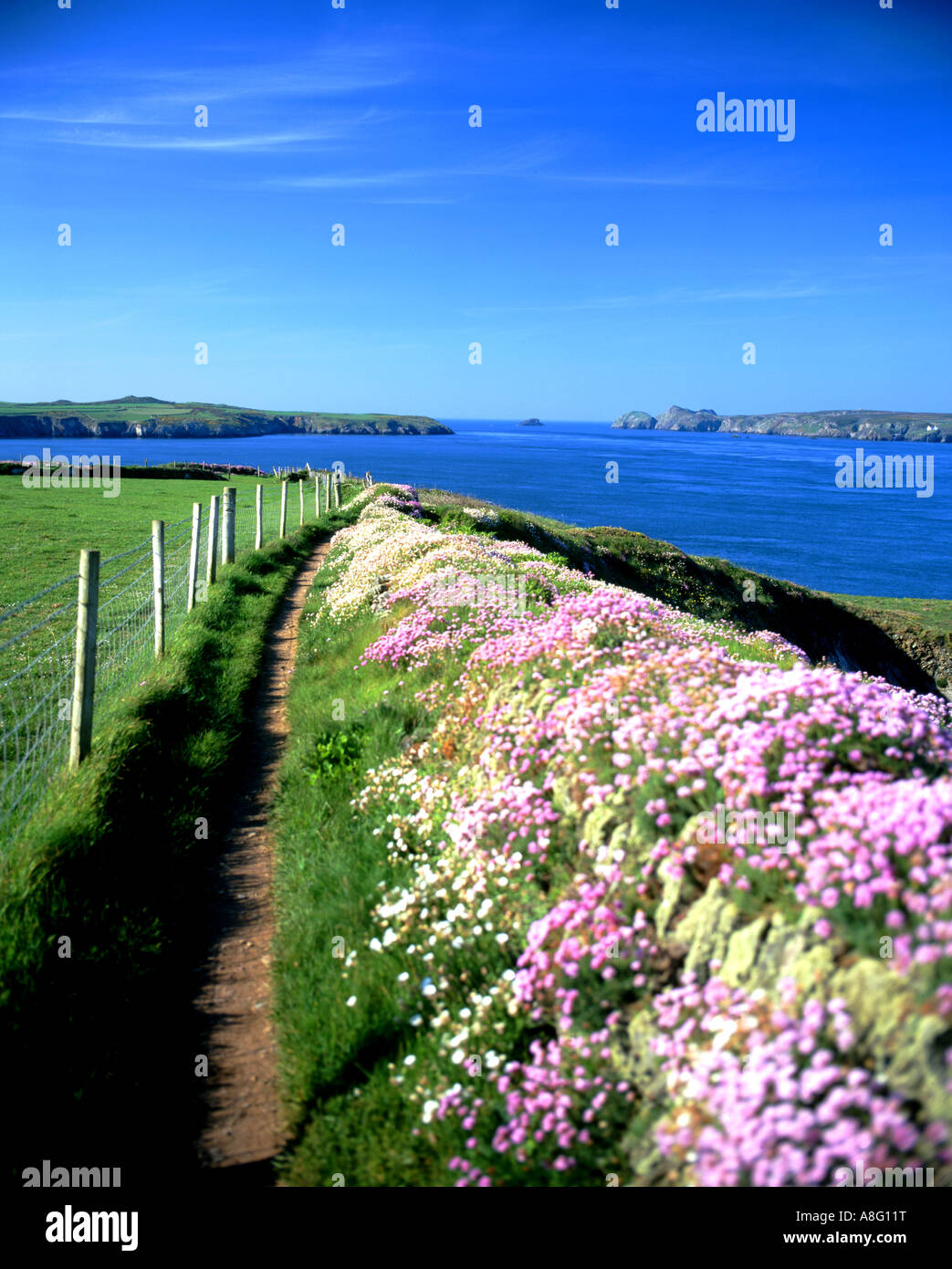 pembrokeshire coastal path and spring flowers st justinian s st david s