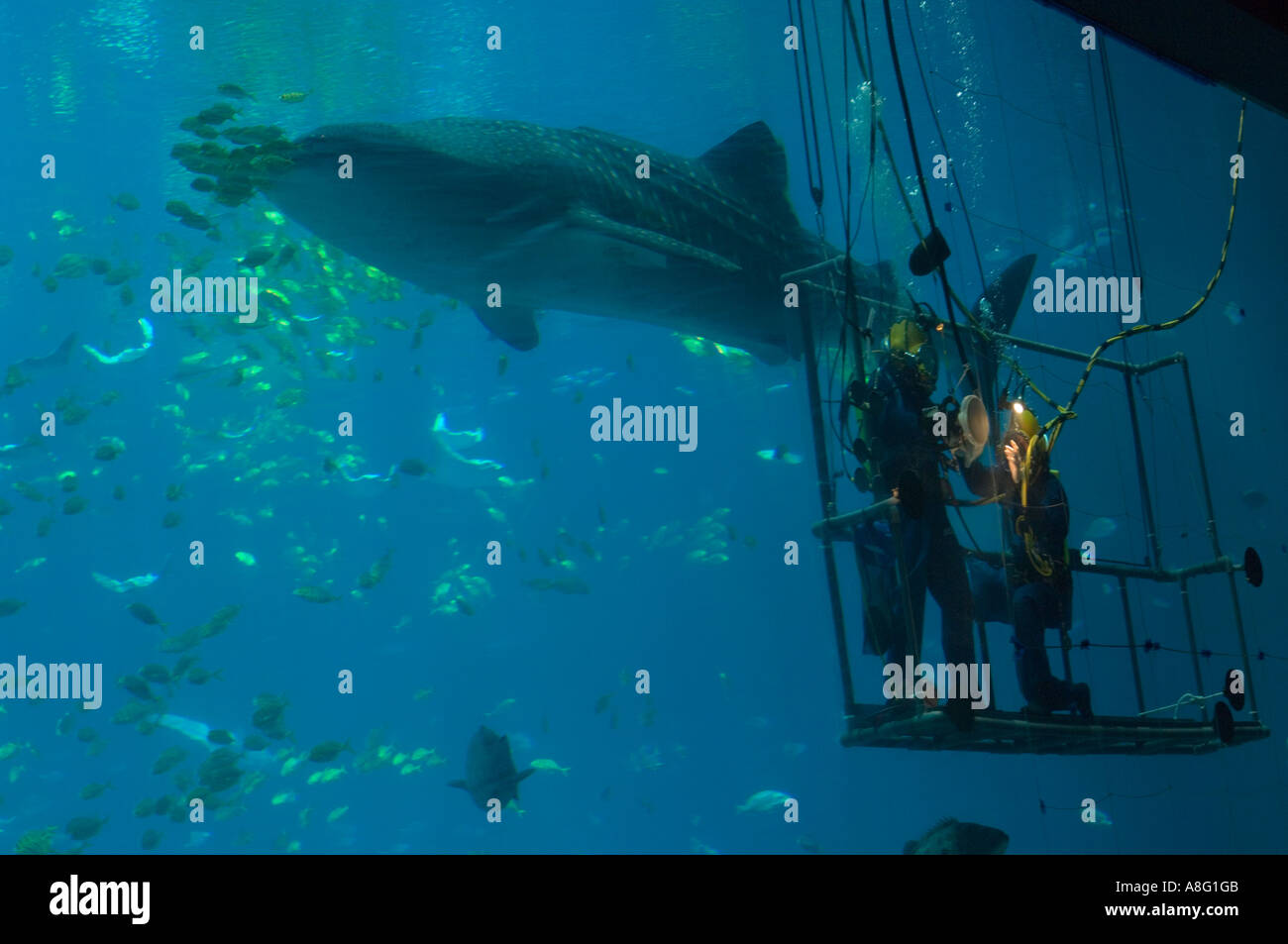 Divers cleaning the aquarium walls at the Aquarium Stock Photo
