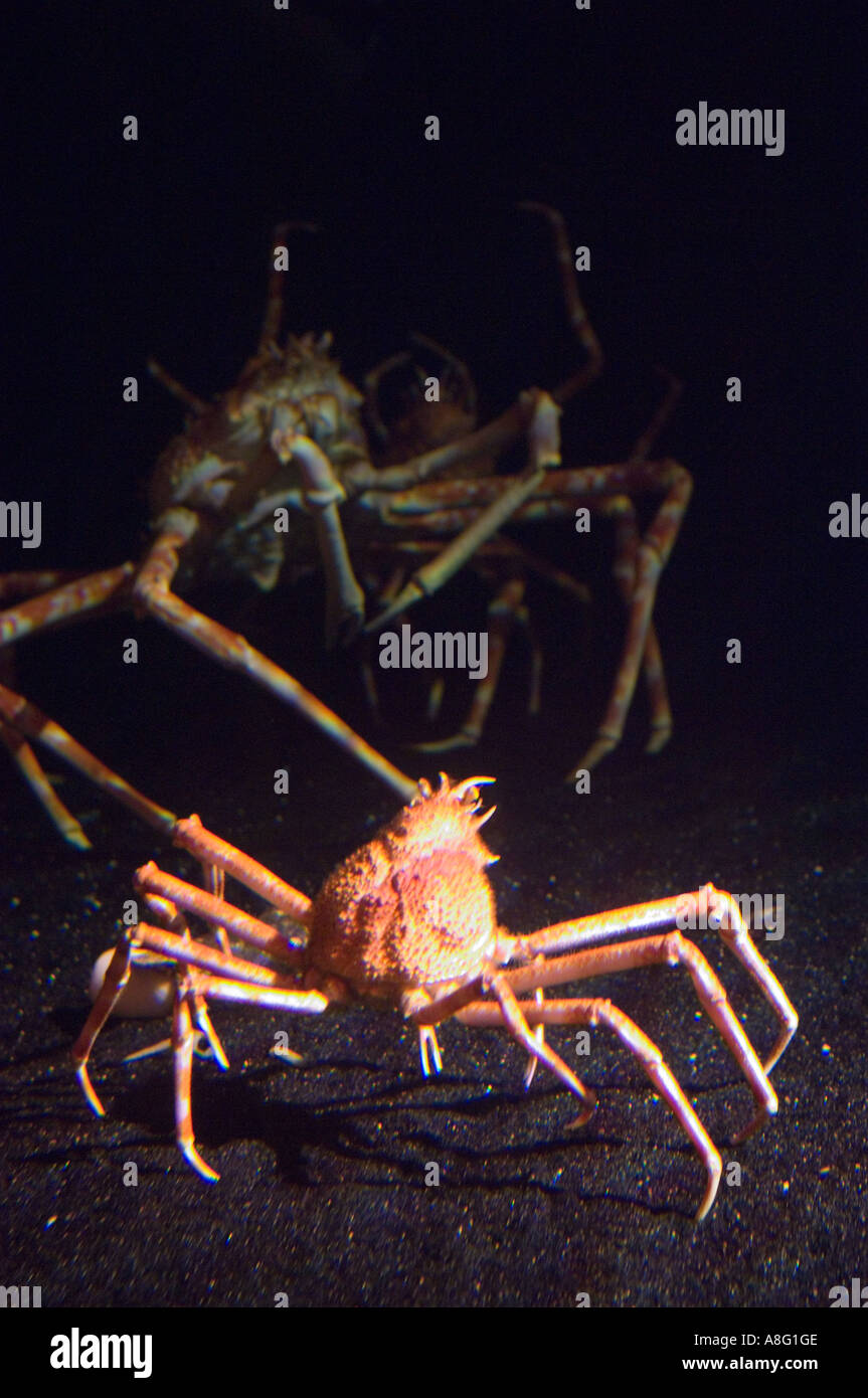Japanese spider crab Stock Photo - Alamy