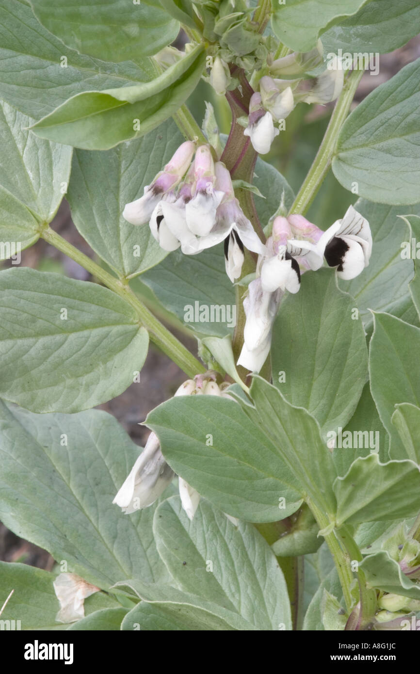 Broad bean flowers Stock Photo Alamy