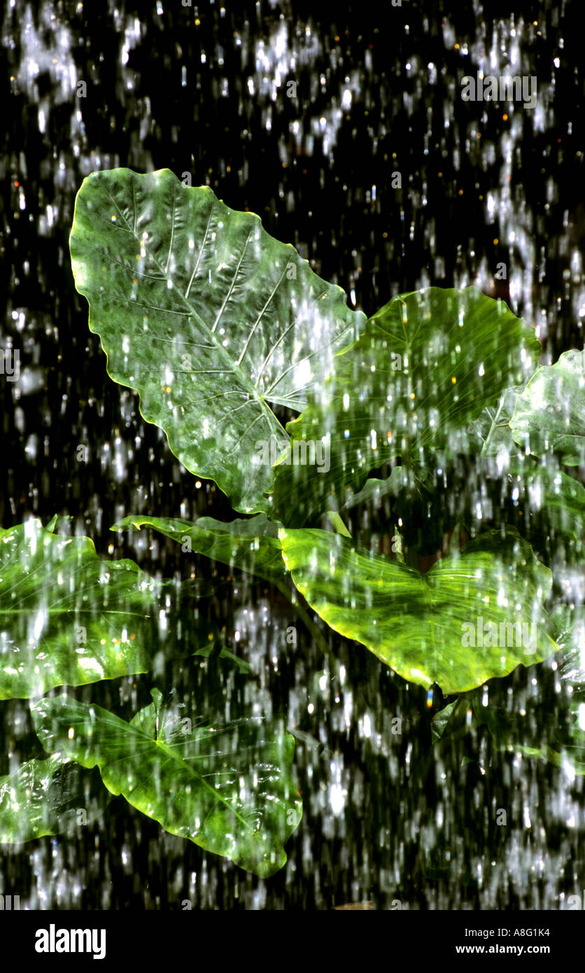Rain Raining Green Leaves Water  Mexico Central America Stock Photo