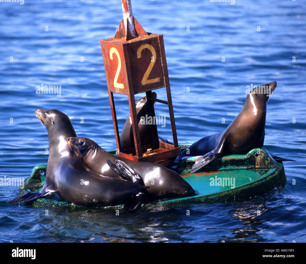 Seal Seals buoy Acapulco Mexico mexican sea water Stock Photo Alamy