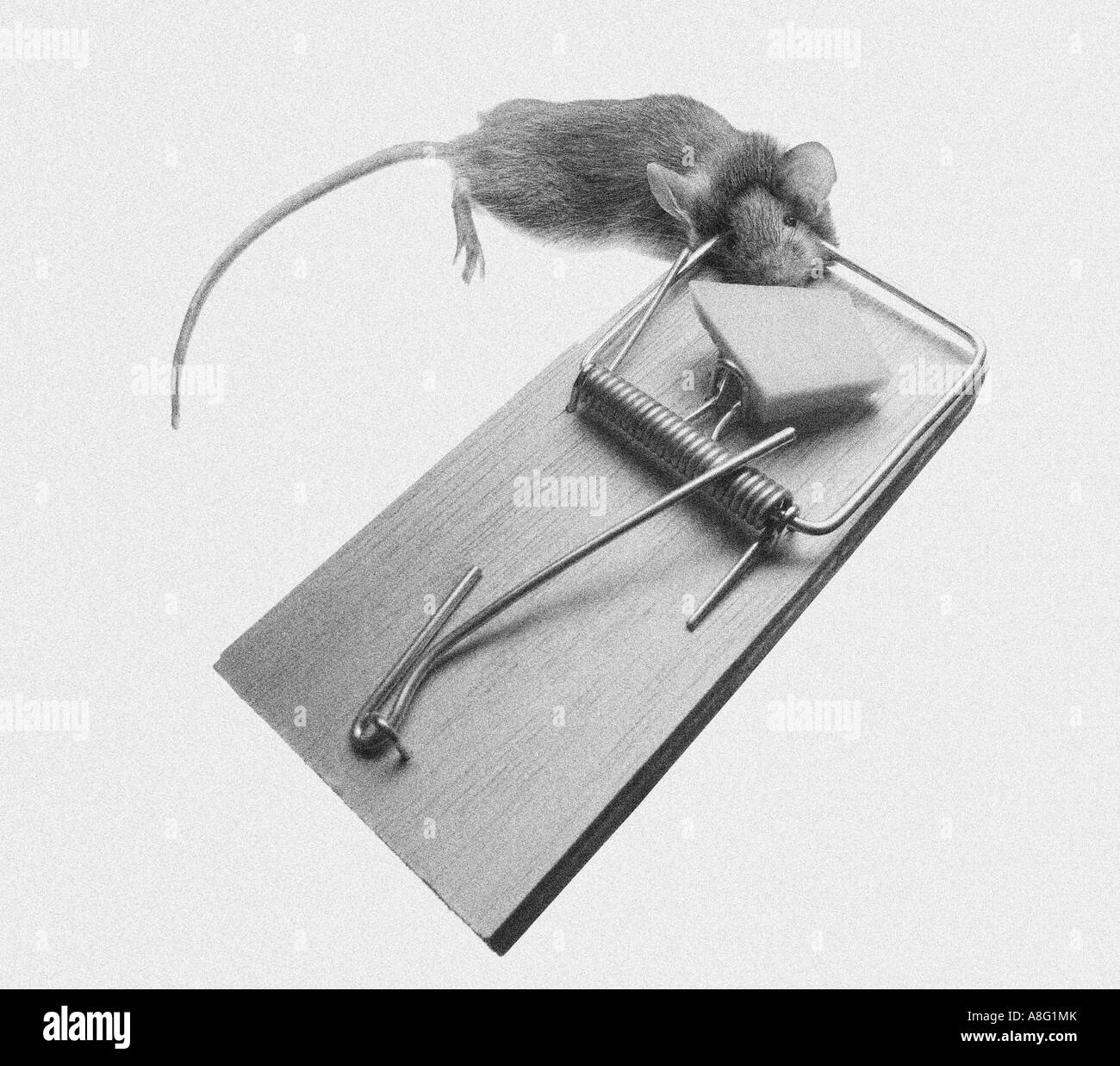 Mouse trap with mouse Stock Photo