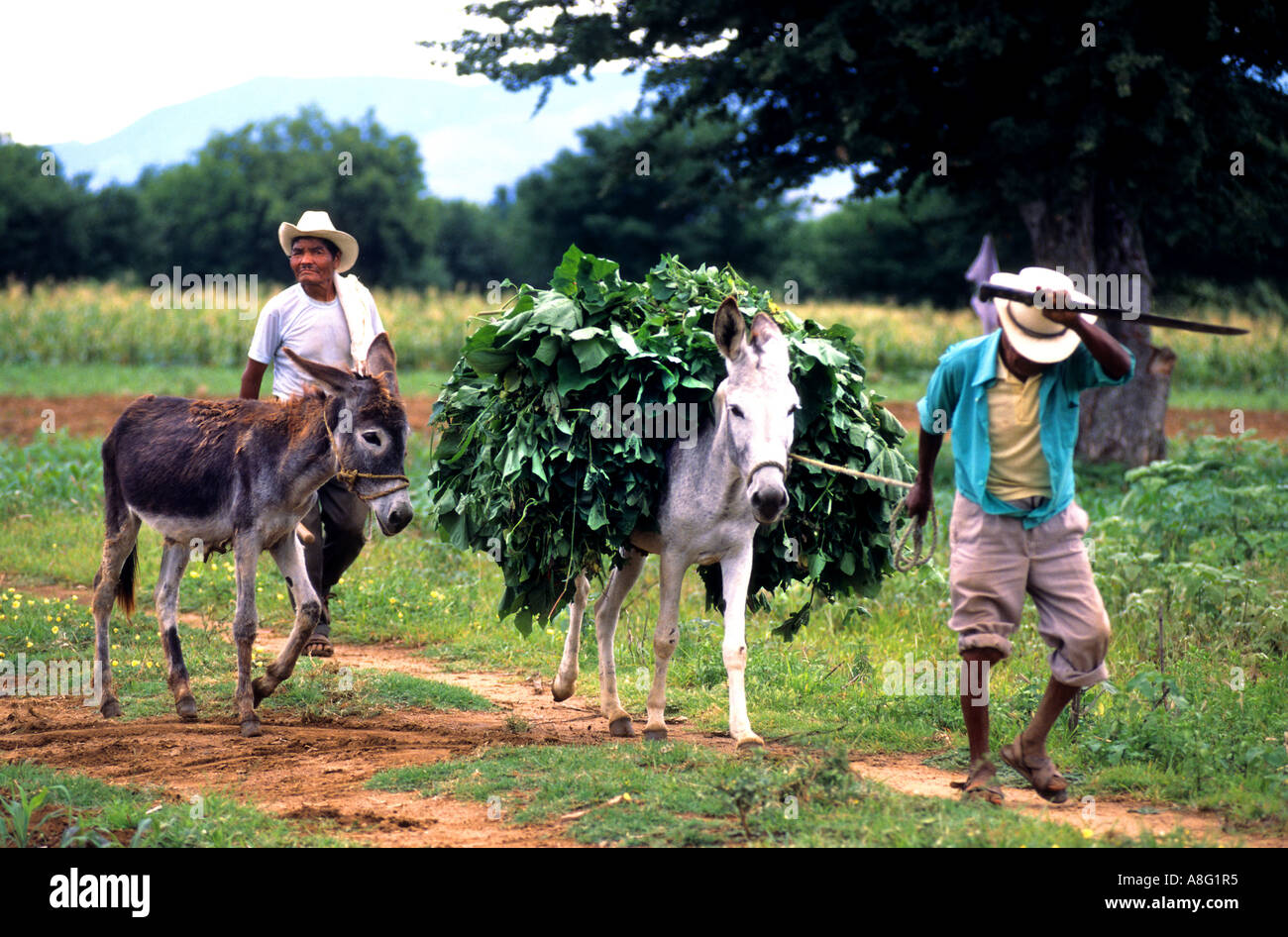 Chiapas Mexico Farmer Farm cart horse donkey Stock Photo