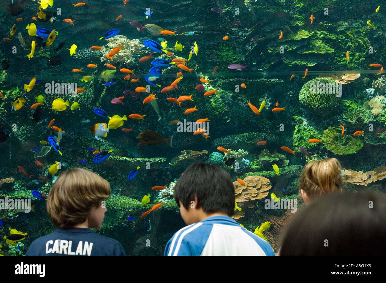 Visitors viewing sea life in the Geogia aquarium in Atlanta, GA Stock Photo