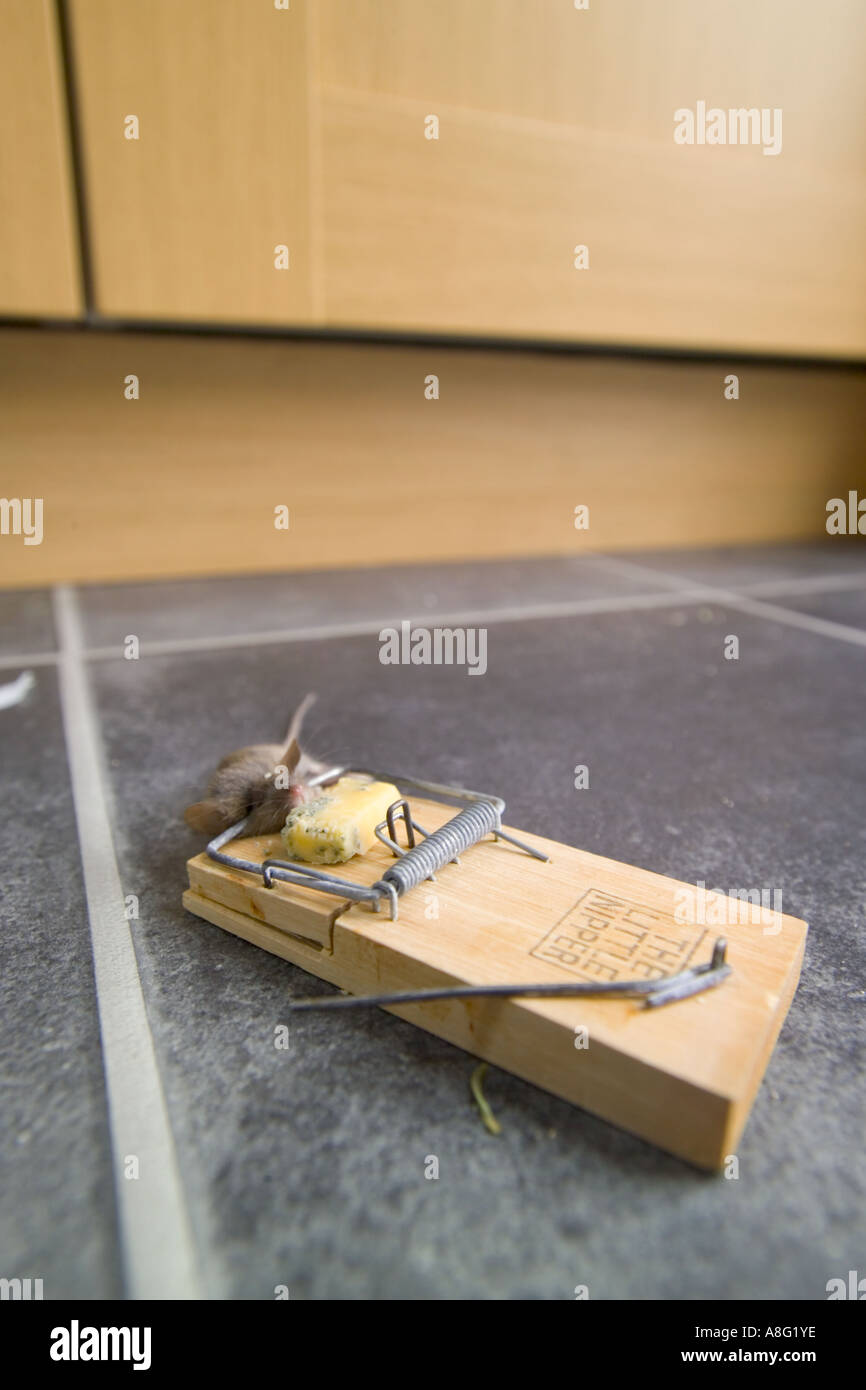 Dead mouse caught in a mouse trap, on a kitchen floor Stock Photo Alamy