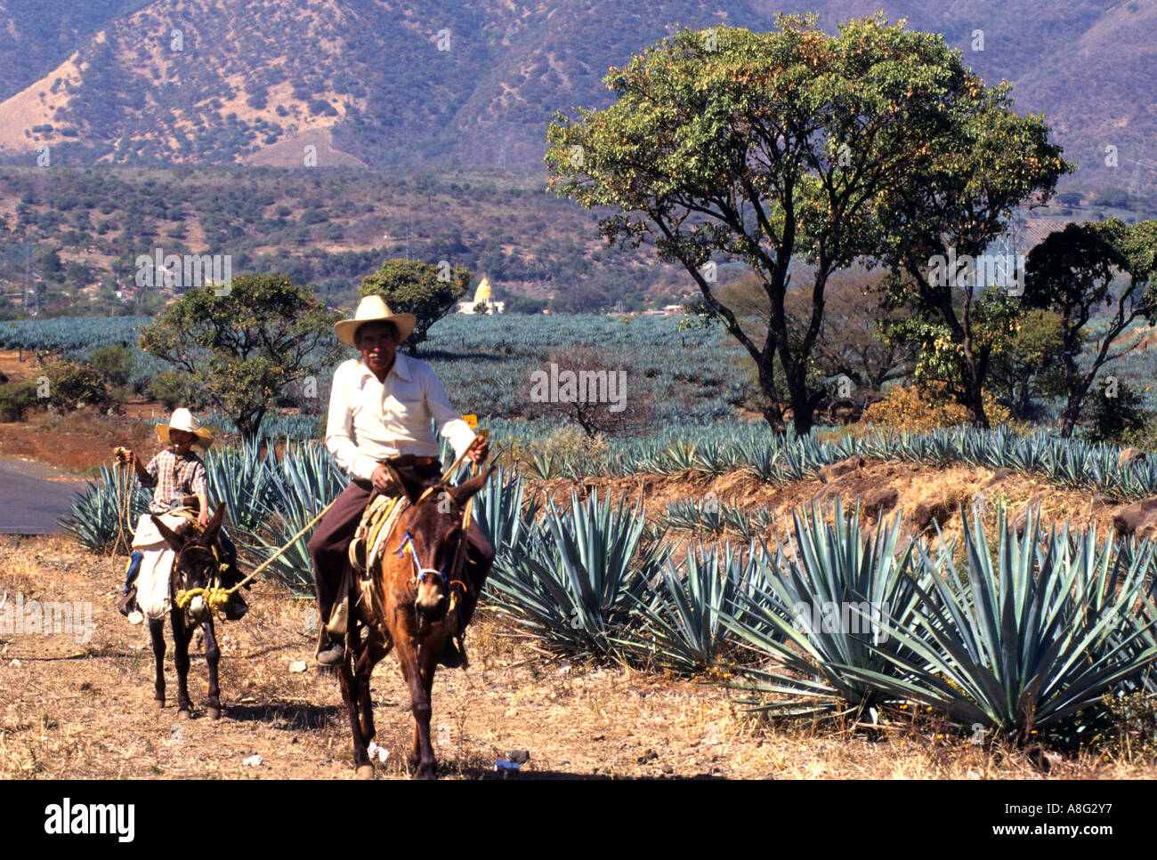 Mexico Tequila Mexican cactus spirit tequilas horse horses boy Father
