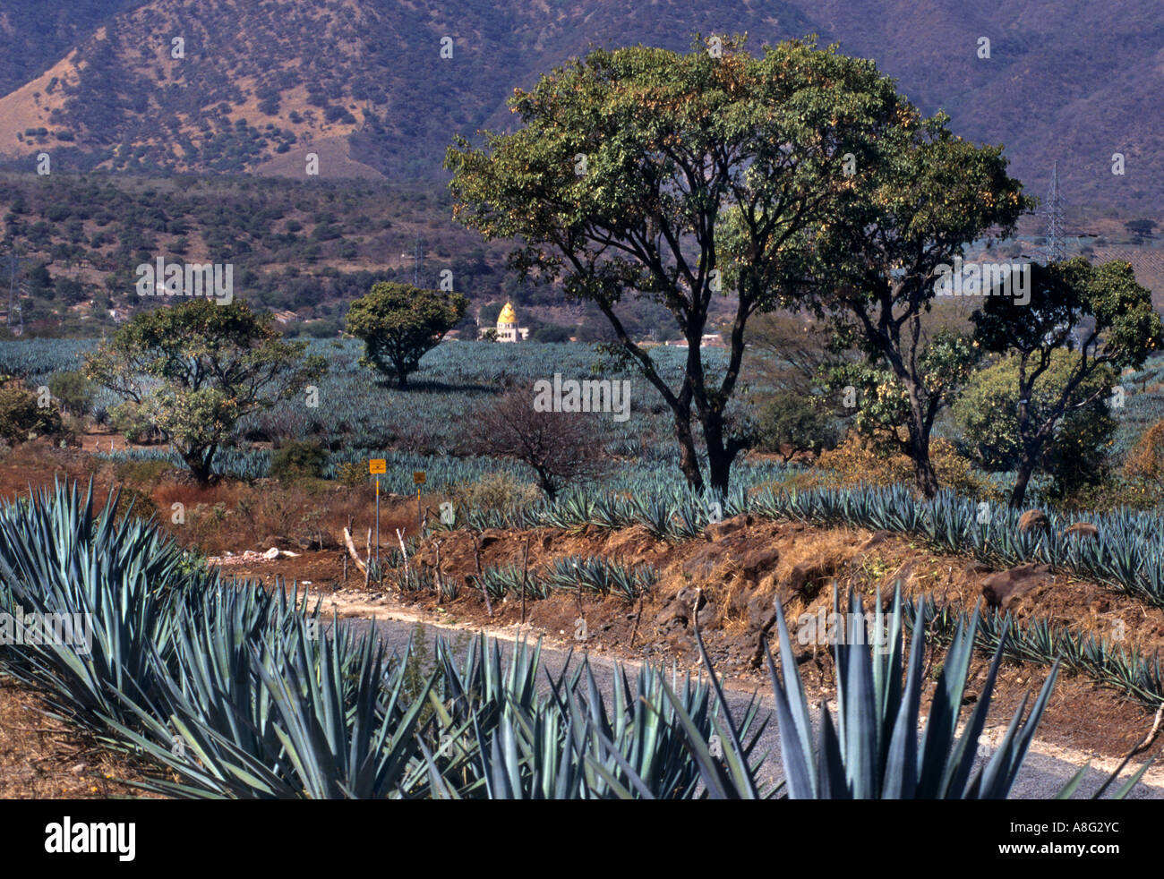 Mexico Tequila Mexican cactus spirit tequilas Stock Photo Alamy