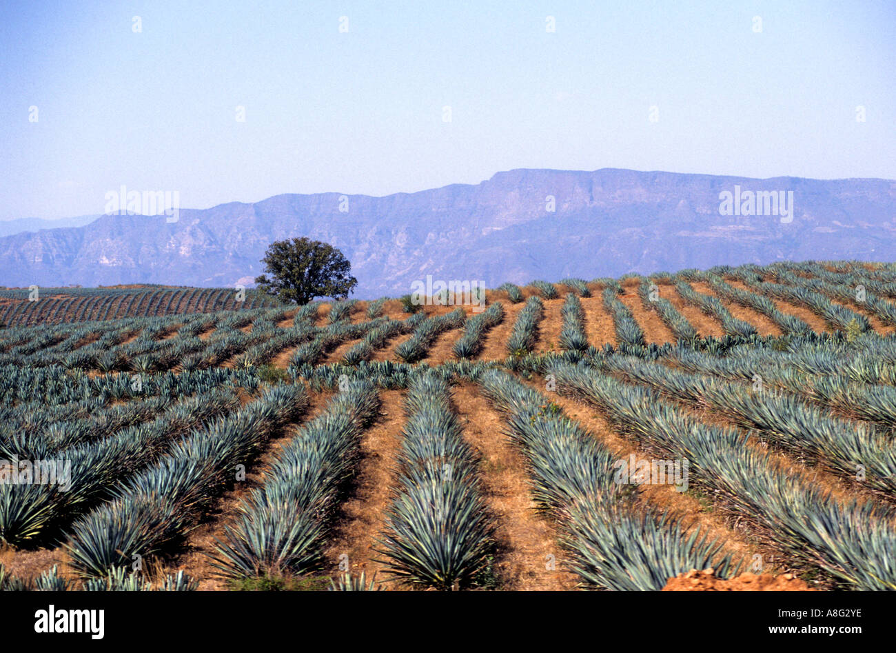 Mexico Tequila Mexican cactus spirit tequilas Stock Photo Alamy