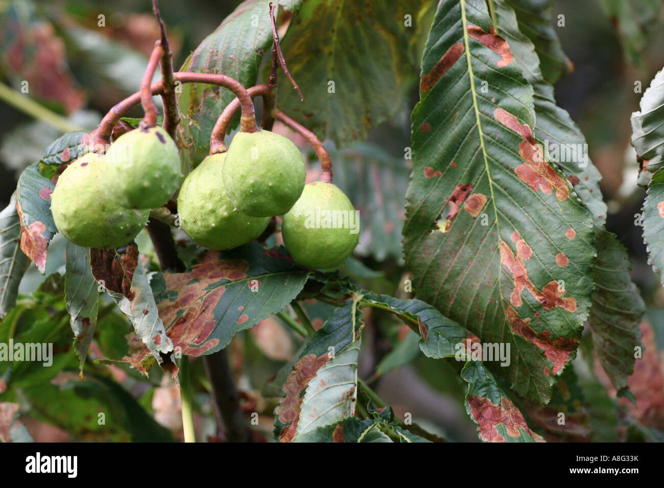 5 September 2006 Horse chestnut leaves damaged by leaf miner moth Hilly Fields park Brockley